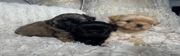 Shih Tzu dogs for sale: Imperial Shih Tzu puppies  in Derby - Advert 8
