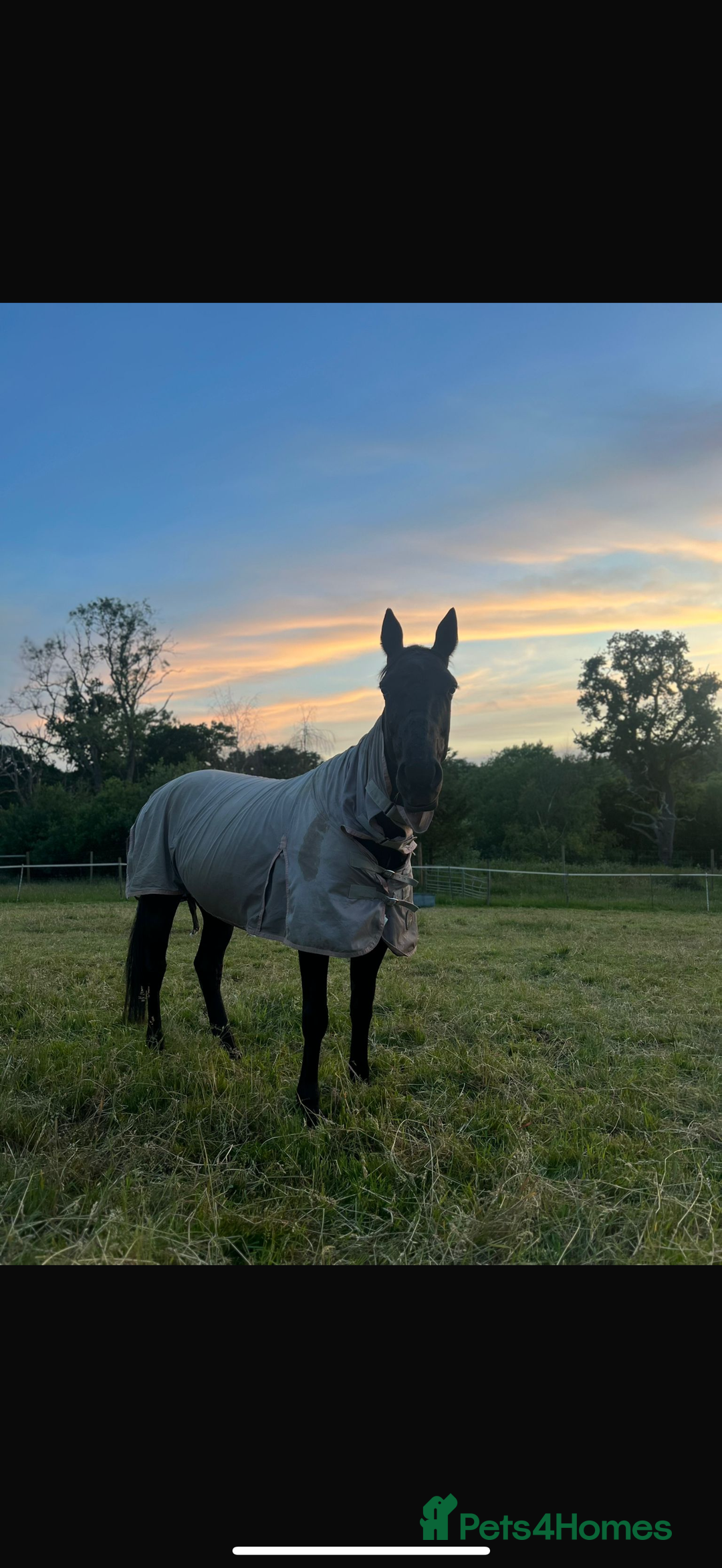 American Standardbred horses for sale: 15hh black mare  - Image 10