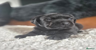 Labrador Retriever dogs - Advert 9