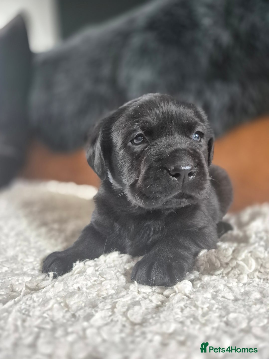Labrador Retriever dogs for sale: High Quality Black Labrador Puppies - Image 3