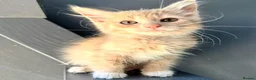 Maine Coon cats for sale: 4 remaining kittens - Maincoons pure breed  - Advert 15