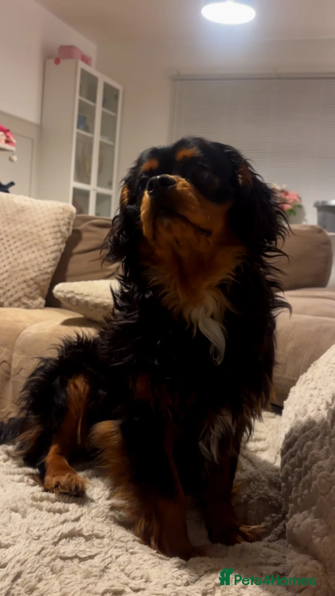 Cavalier King Charles Spaniel dogs for sale: Cavalier King Charles For sale in Redditch - Advert 2