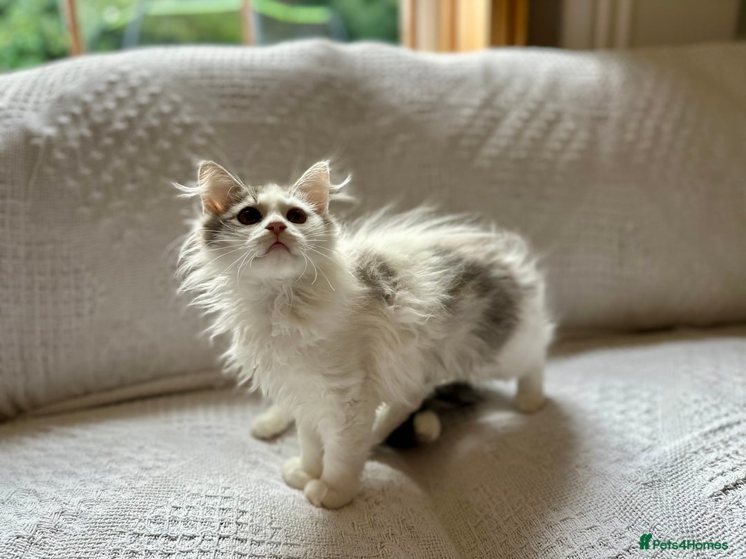 Siberian cats for sale: TICA Siberian kittens hypoallergenic & loving - Image 7
