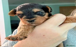 Yorkiepoo dogs for sale: Yorkiepoo - Image 3