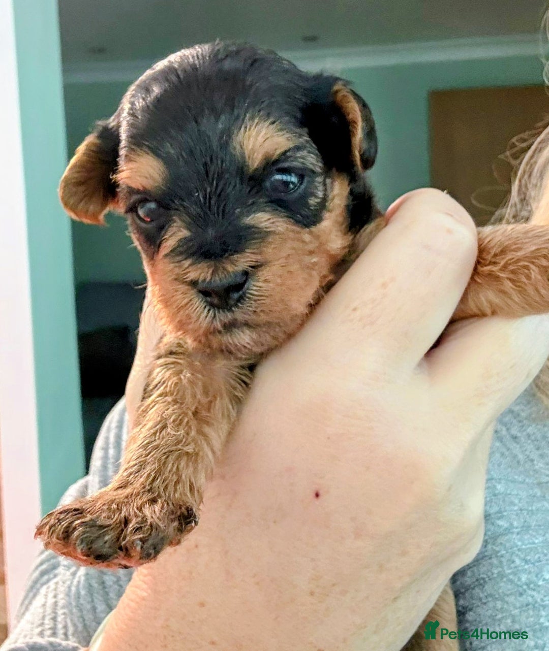 Yorkiepoo dogs for sale: Yorkiepoo - Image 3