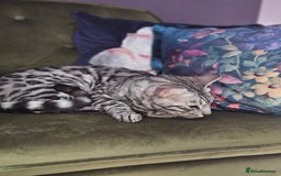 Bengal cats for sale: Sensational Silver Bengal boy requires new family  - Image 8