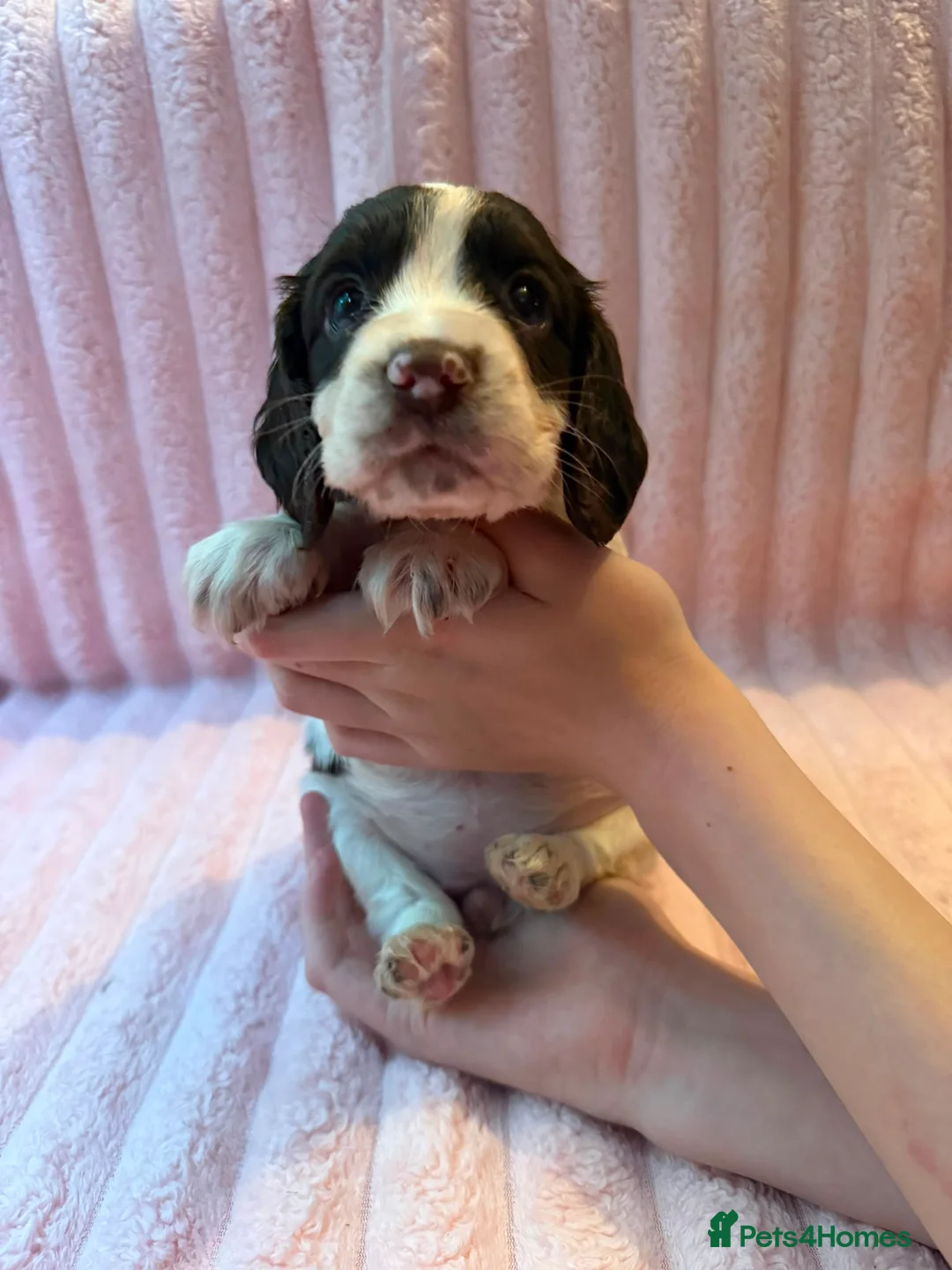 Cocker Spaniel dogs for sale: 3 beautiful cocker spaniel puppy's 🏠 - Advert 8