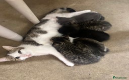 Mixed Breed cats for sale: A beautiful mix of kittens. - Image 7