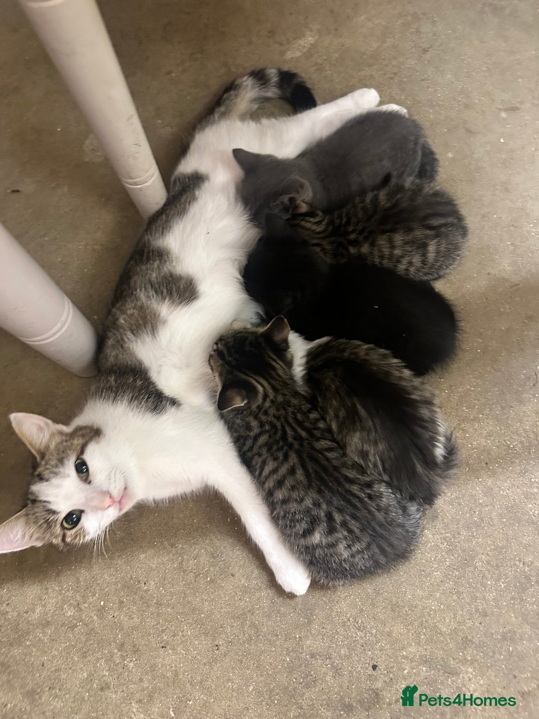 Mixed Breed cats for sale: A beautiful mix of kittens. - Image 7