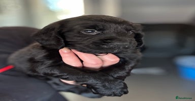 Cocker Spaniel dogs - Advert 16
