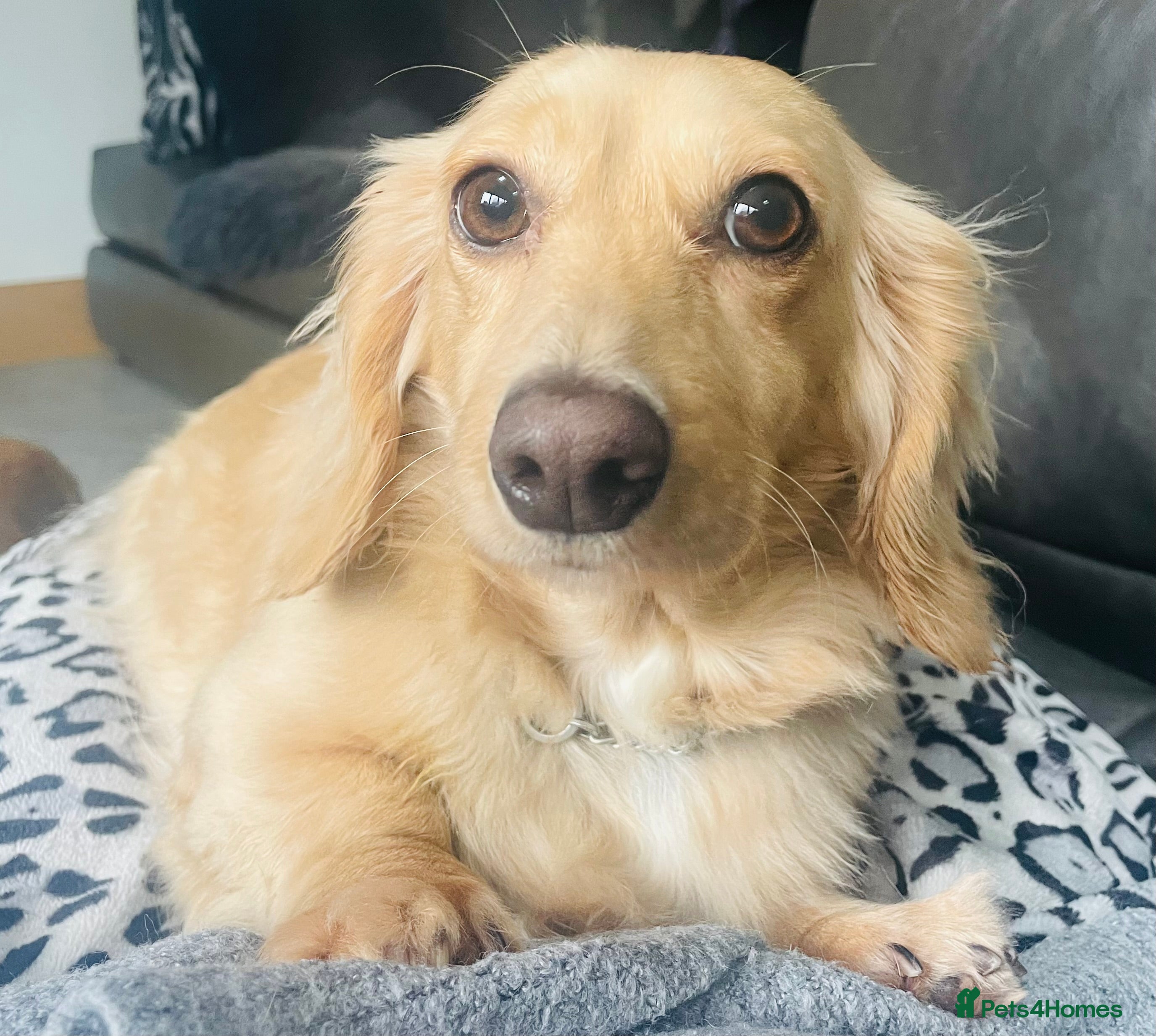 Miniature Dachshund dogs KC Miniature Long haired Cream dachshunds  - Advert 1