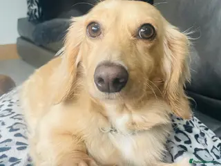 Miniature Dachshund dogs KC Miniature Long haired Cream dachshunds - Advert 1