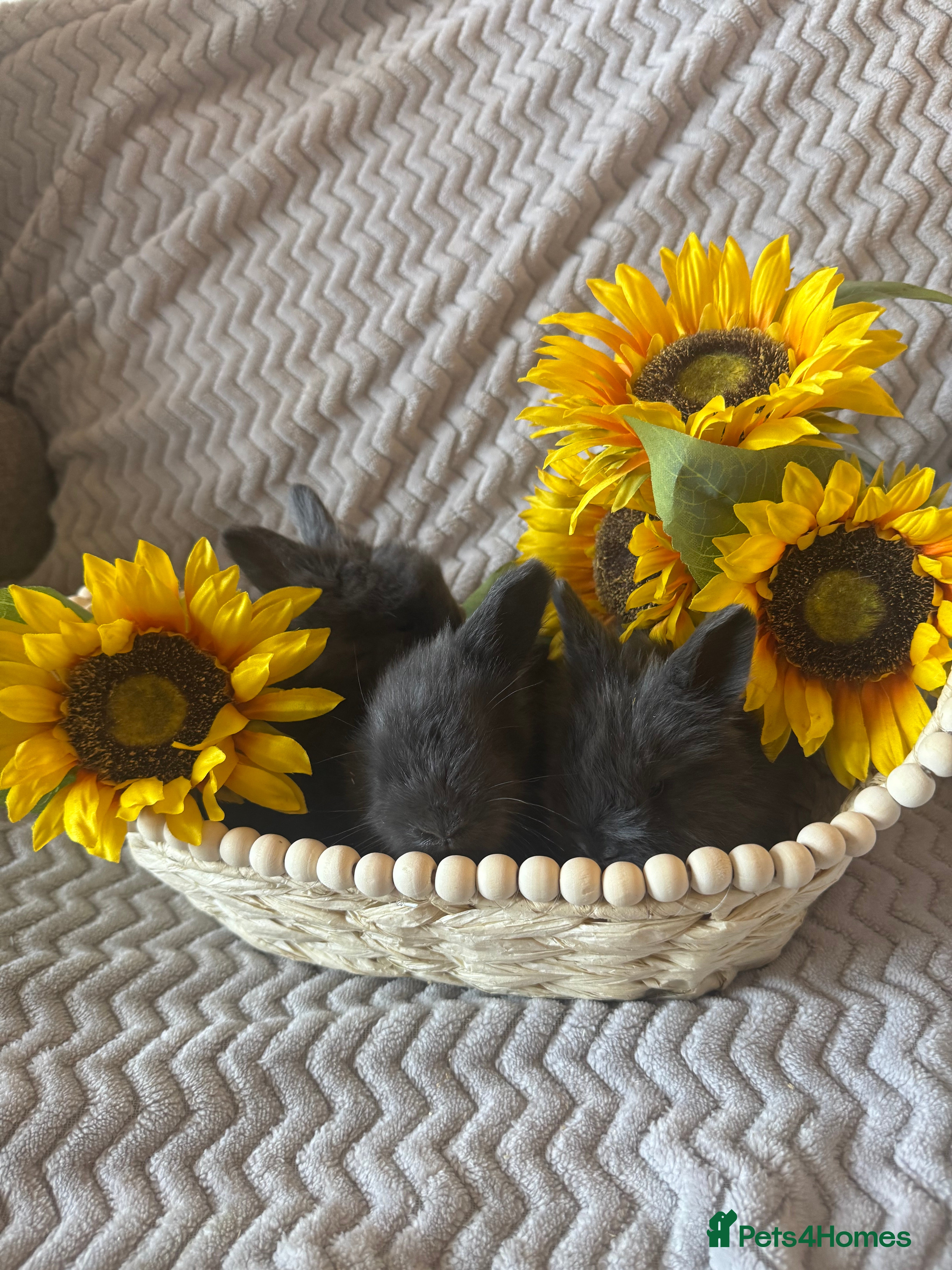 Angora rabbits ✨ Angora Baby Bunnies ✨ - Advert 2