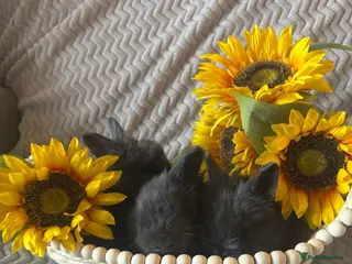 Angora rabbits ✨ Angora Baby Bunnies ✨ - Advert 1