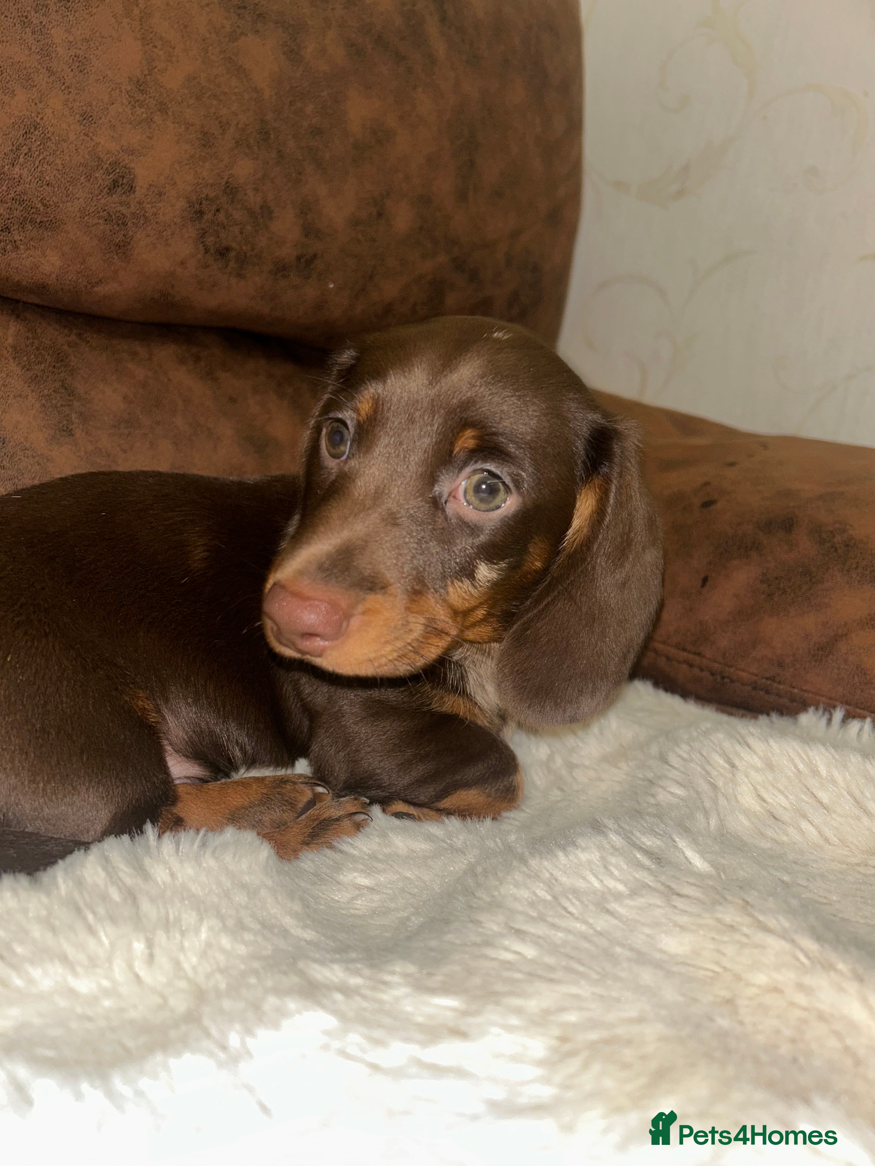 Miniature Dachshund dogs Miniature Dachshund Puppies LAST BOY - Advert 9