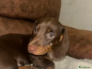 Miniature Dachshund dogs Miniature Dachshund Puppies LAST BOY - Advert 9