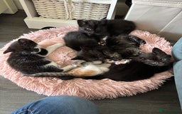 Mixed Breed cats for sale: Stunning litter of 7 kittens - Image 4