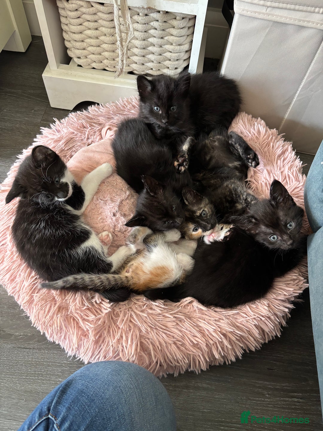 Mixed Breed cats for sale: Stunning litter of 7 kittens - Image 4