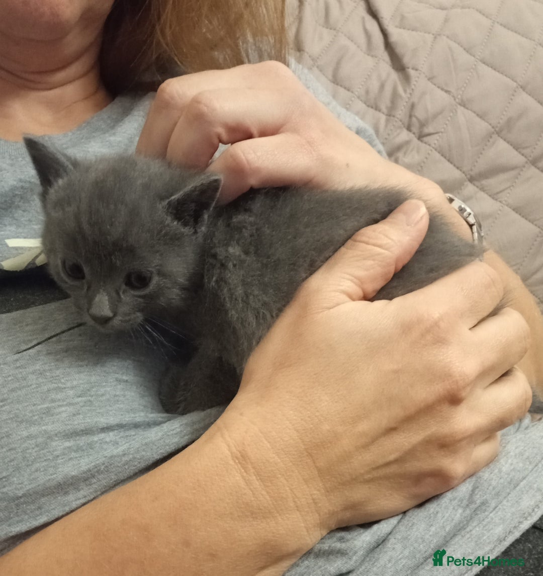 Russian Blue cats for sale: Pure Russian Blue kittens 2 boys one girl - Image 6