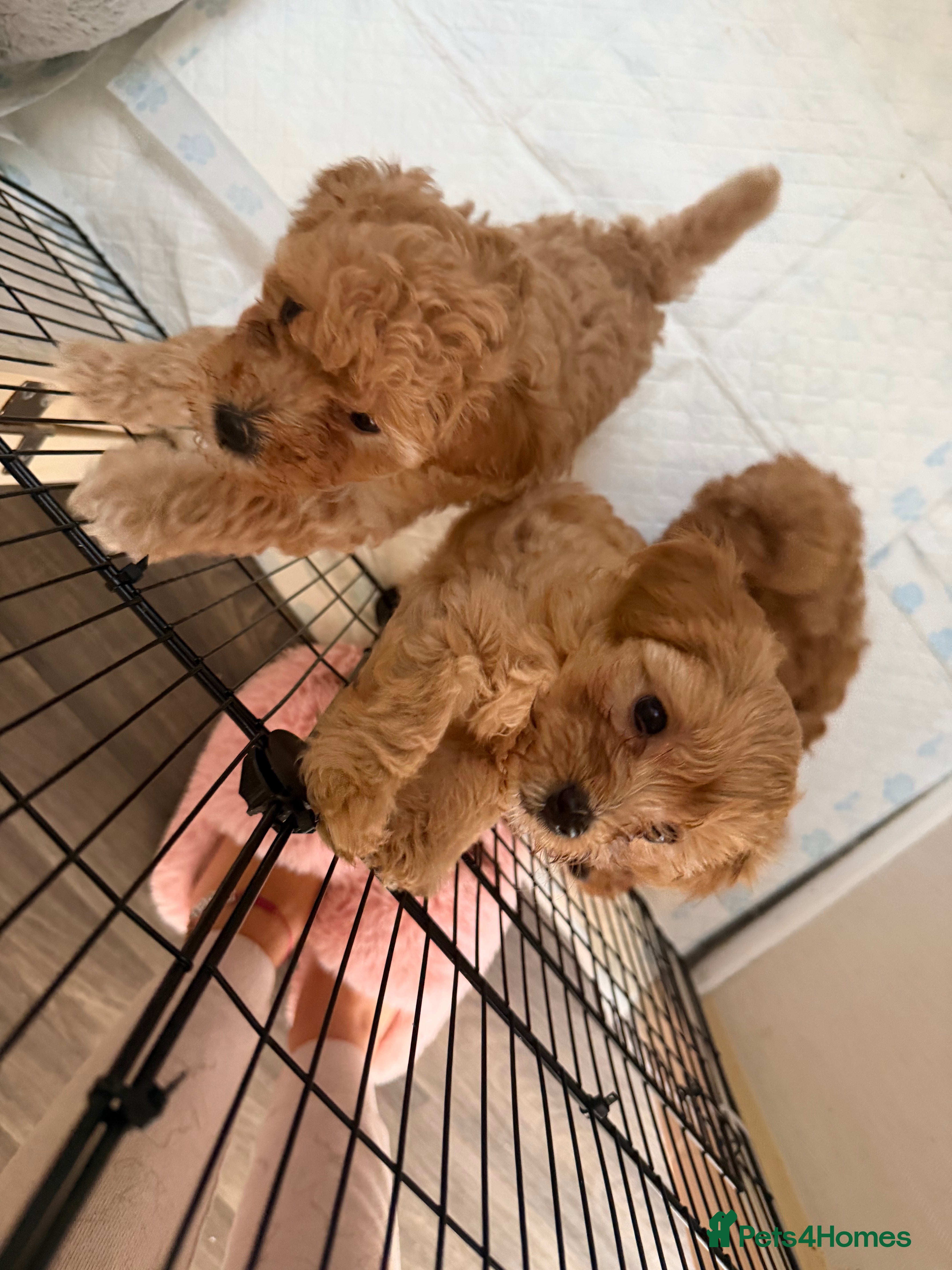 Maltipoo dogs 🐶  Toy Maltipoos READY TO GO  🐶  - Advert 2