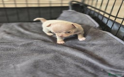 Chihuahua dogs for sale: Gorgeous Chihuahua Puppies Looking 4 Forever Homes - Image 16