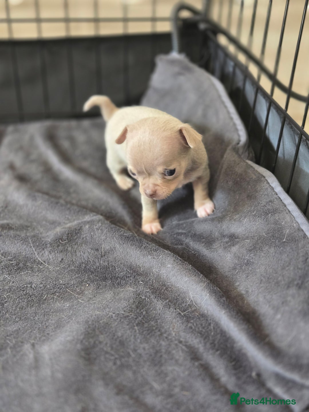 Chihuahua dogs for sale: Gorgeous Chihuahua Puppies Looking 4 Forever Homes - Image 16