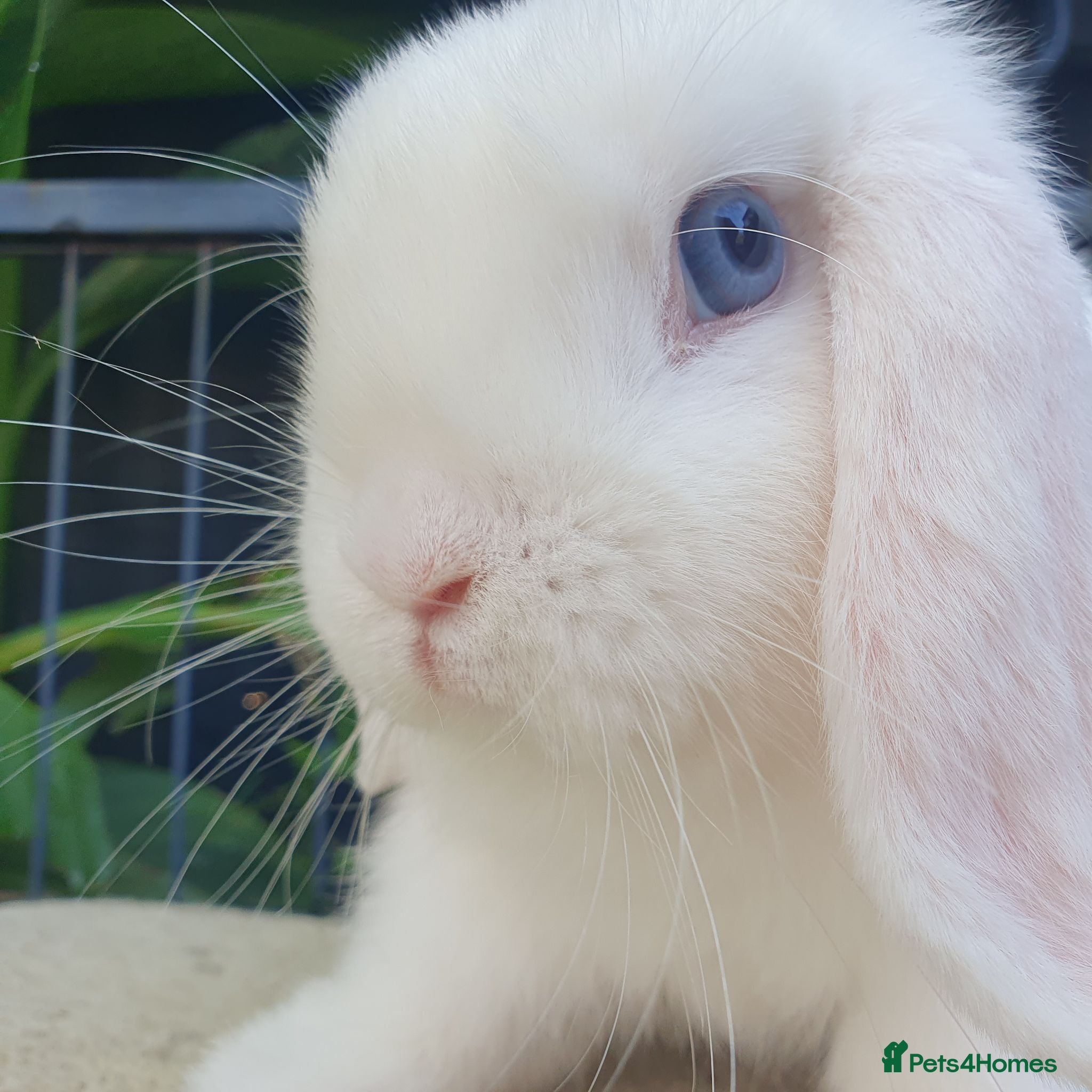 Mini Lion Lop rabbits 4 month old blue eyed white mini lop available now - Advert 4