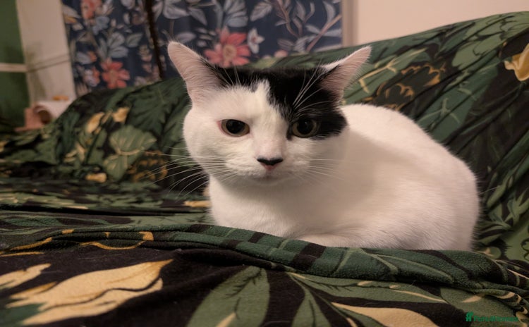 Domestic Shorthair cats Cat needing her forever home  - Advert 3