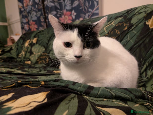 Domestic Shorthair cats Cat needing her forever home - Advert 2