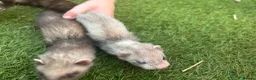 Ferret rodents for sale: Baby Ferrets  - Advert 7