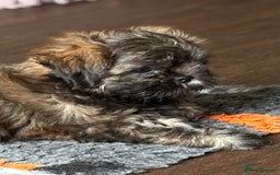 Shih Tzu dogs for sale: Pretty kc reg shih tzu puppy girl  - Image 6