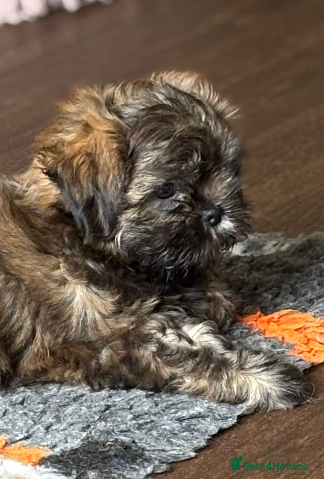 Shih Tzu dogs for sale: Pretty kc reg shih tzu puppy girl  - Image 6