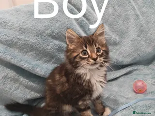 Mixed Breed cats Beautiful FLUFFY BOY Videos - Advert 3