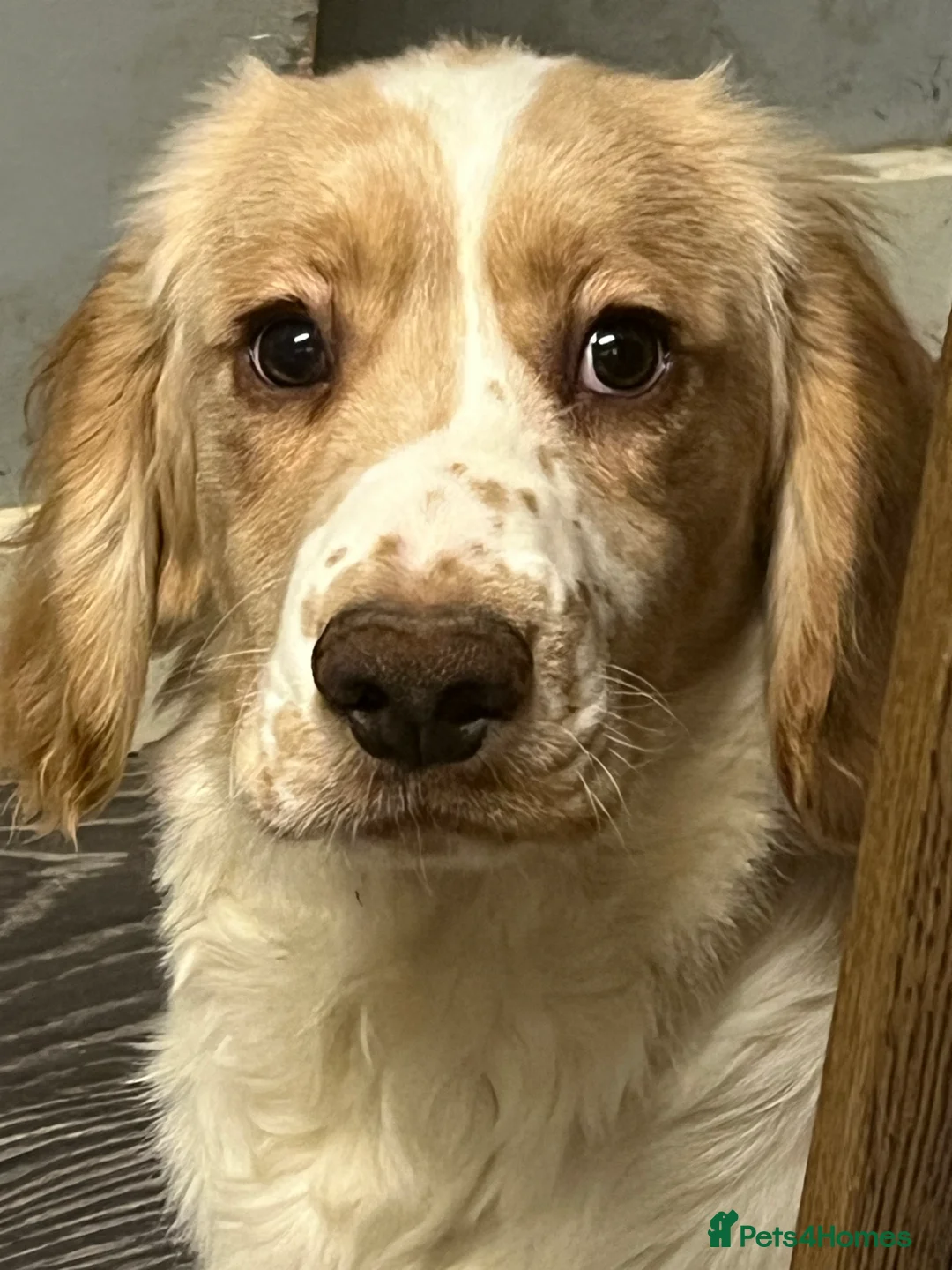 Cocker Spaniel dogs for sale: Working Cocker Spaniels - Advert 5