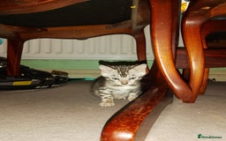 Bengal cats for sale: Silver bengals - Image 2