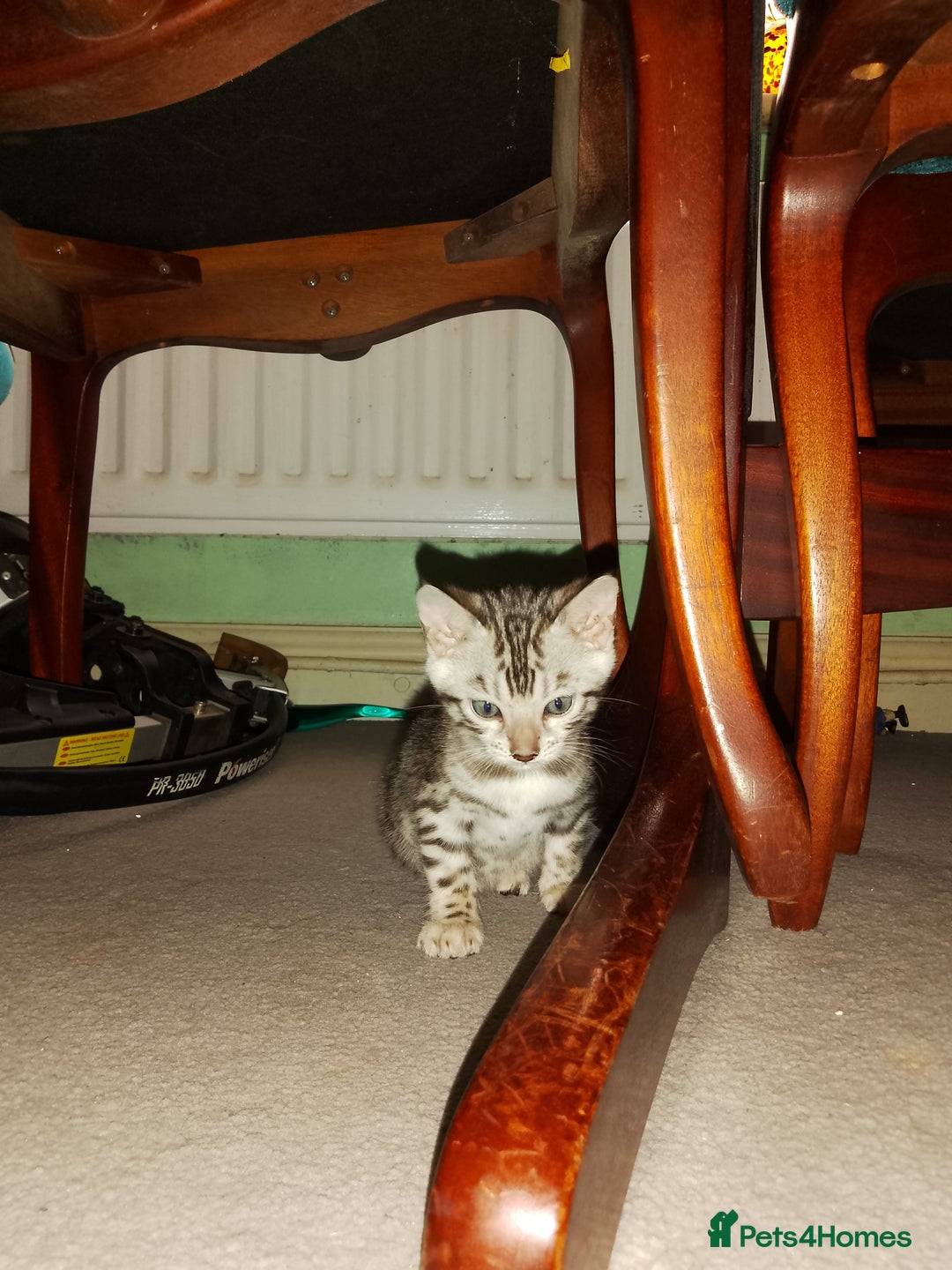 Bengal cats for sale: Silver bengals - Image 2