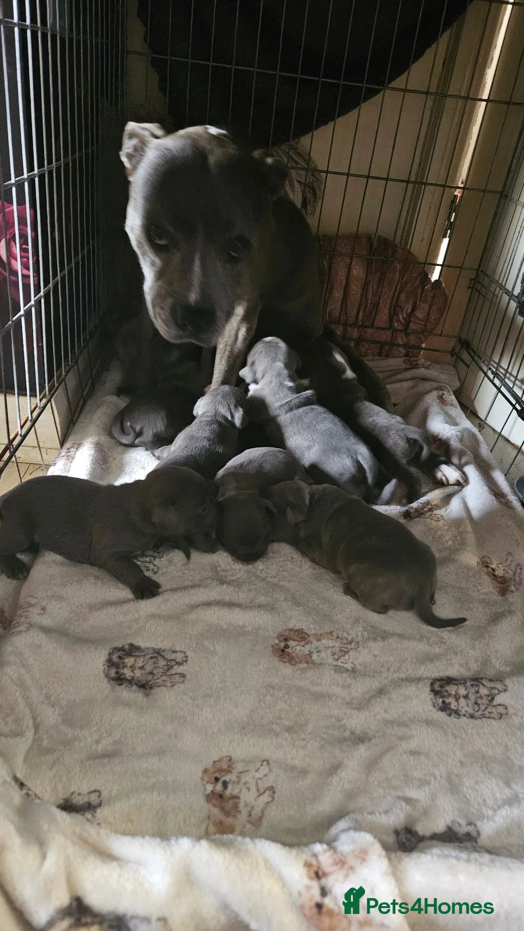 Staffordshire Bull Terrier dogs for sale: Blue staffy pups. Blue bronsen bloodline - Advert 2