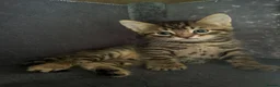 Mixed Breed cats for sale: Bengal/blue bengal kittens 👀🏡 - Advert 2