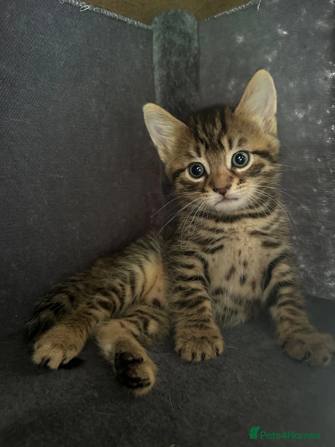 Mixed Breed cats for sale: Bengal/blue bengal kittens 👀🏡 - Advert 2