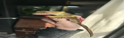 Gecko reptiles for sale: Crested Gecko in Colchester - Advert 2