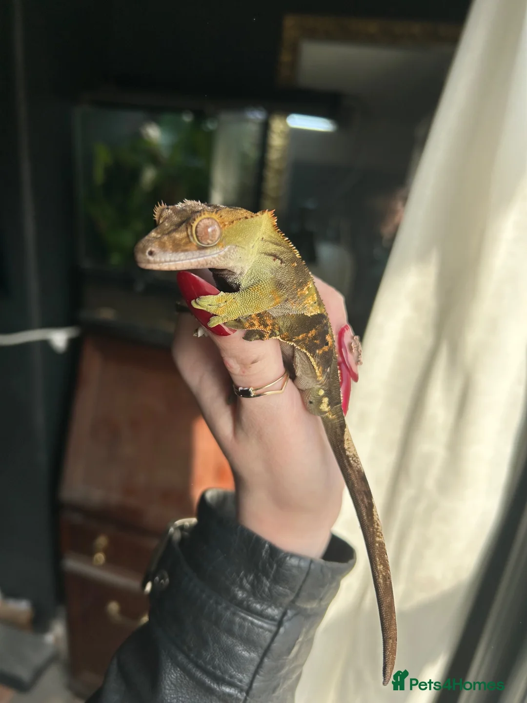 Gecko reptiles for sale: Crested Gecko in Colchester - Advert 2