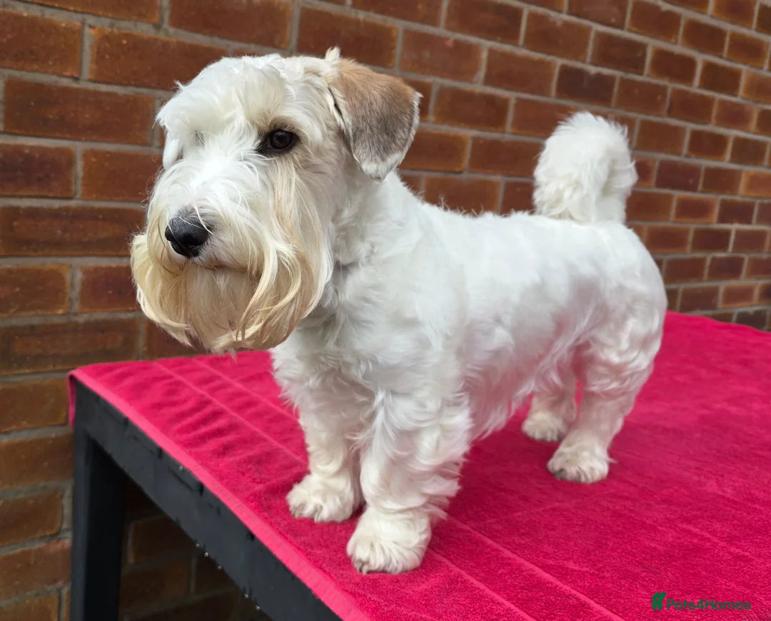 Sealyham Terrier dogs for sale: Sealyham Terrier puppies in Preston - Advert 1