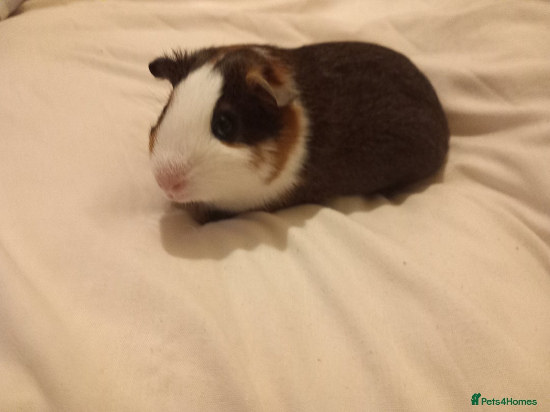 Guinea Pig rodents for sale: 2 guinea pigs with cage and accessories  - Advert 2