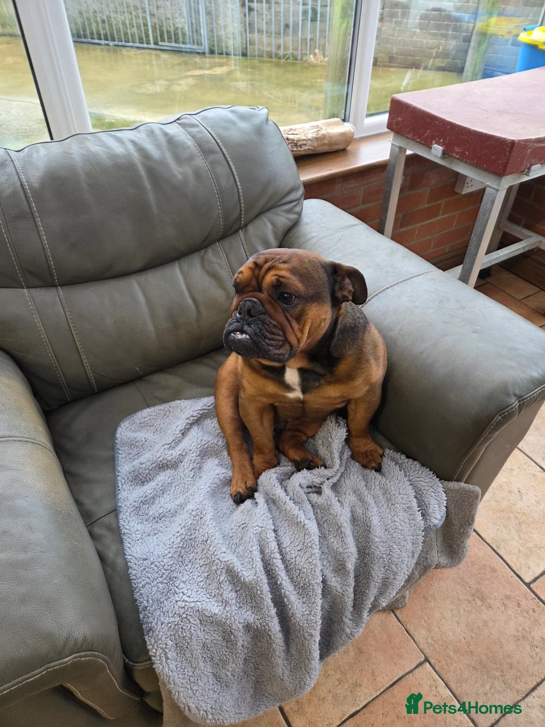 English Bulldog dogs for sale: English bulldog - Advert 6