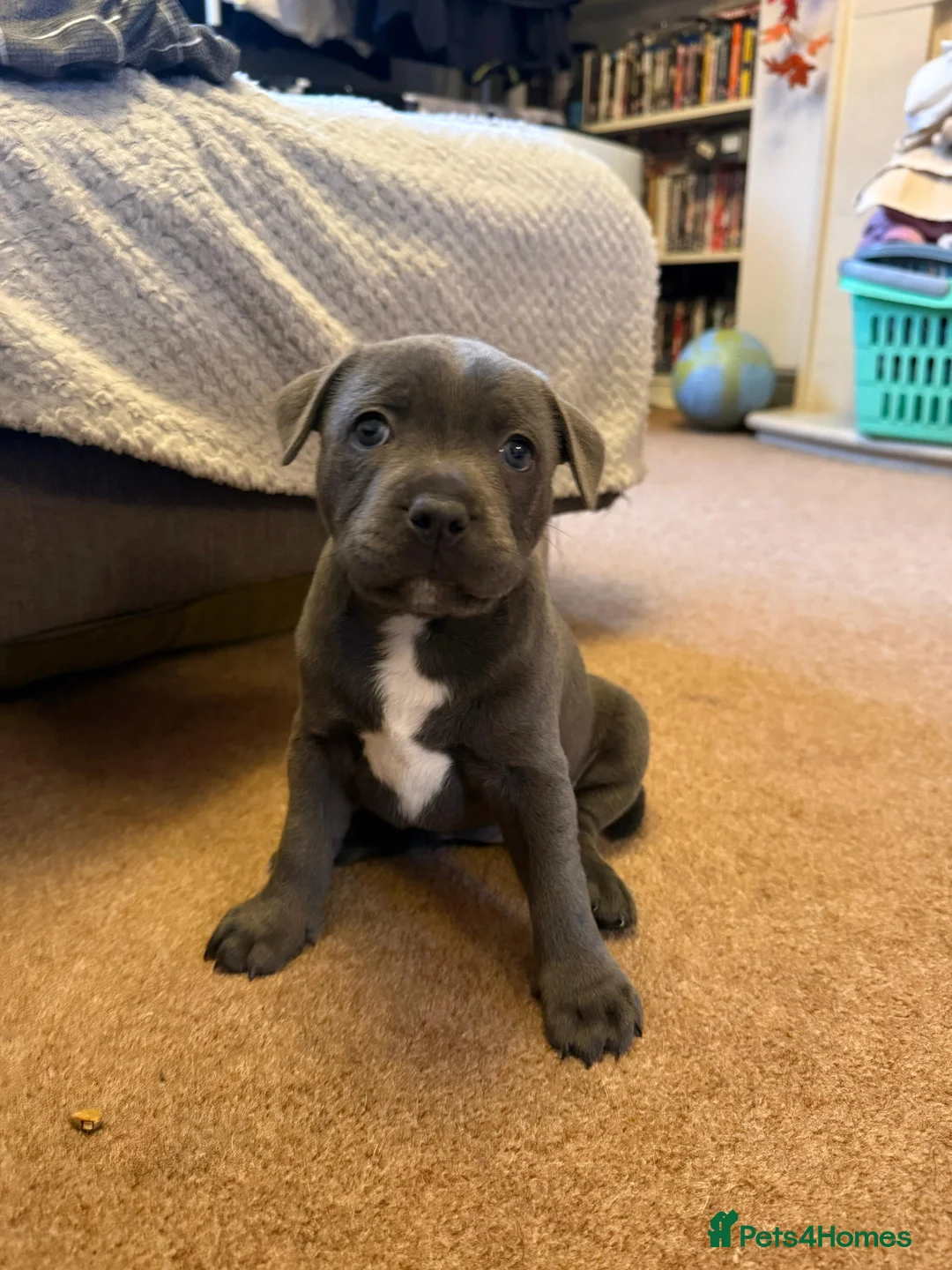 Staffordshire Bull Terrier dogs for sale: Staffordshire Bull Terrier puppies KC registered  - Advert 23