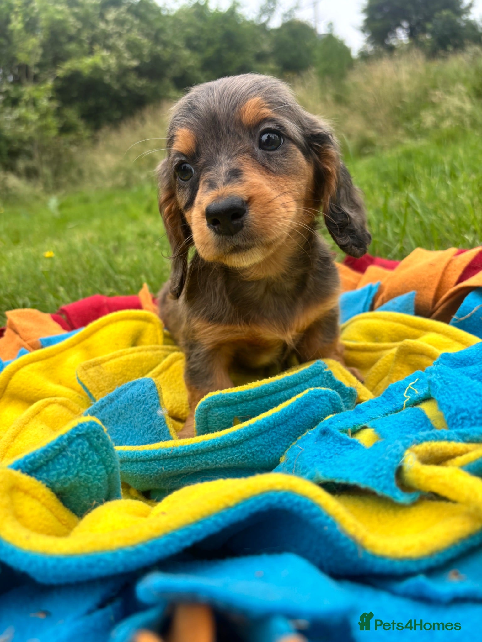Dachshund dogs BEAUTIFUL MINI DACHSHUNDS PRA CLEAR & KC REG - Advert 2