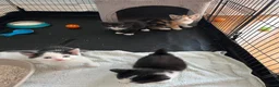 Mixed Breed cats for sale: 5 adorable kittens  - Advert 6