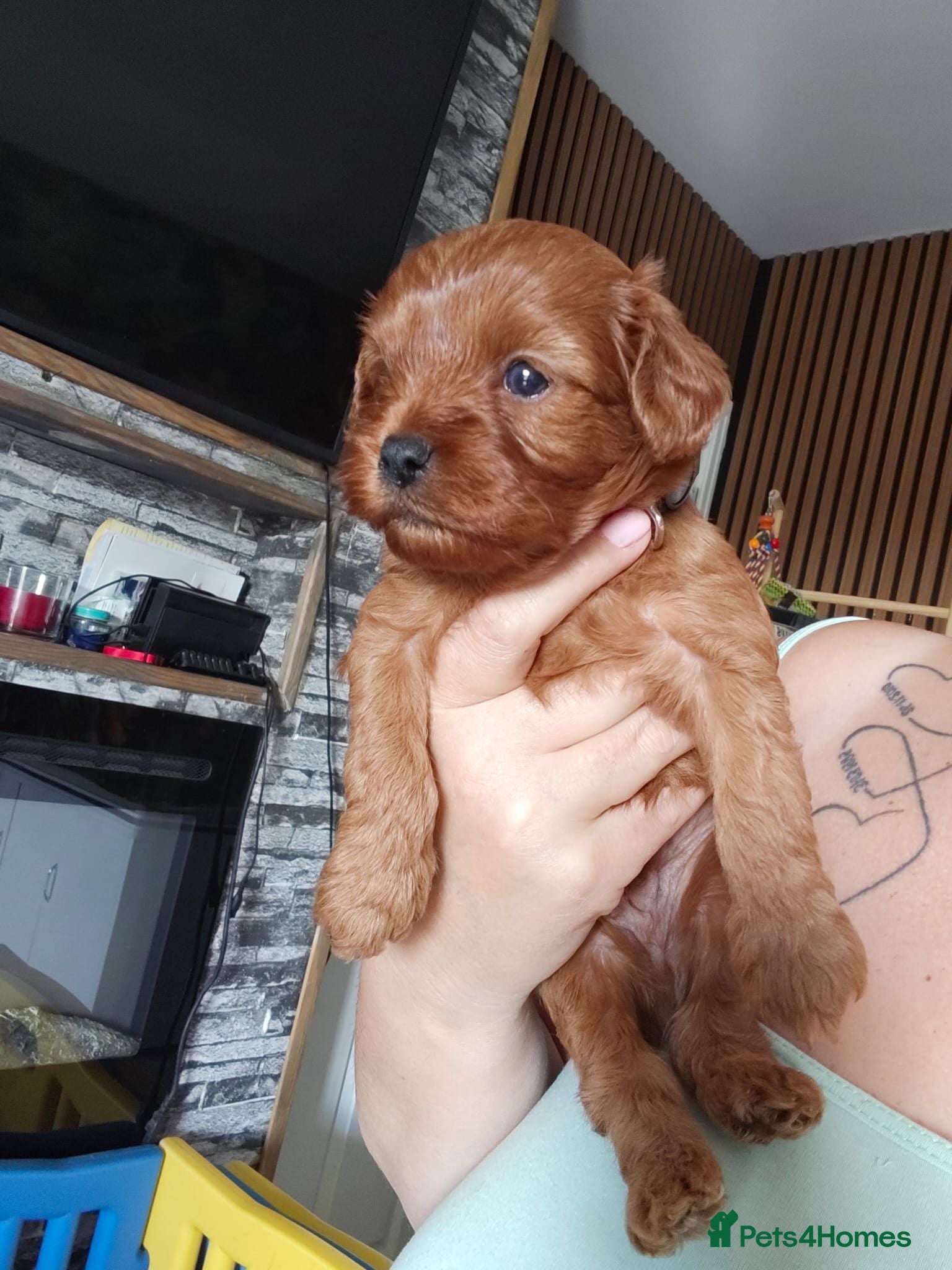 Cavapoo dogs F1 beautifull litter of 8 🧸 🧸❤️❤️❤️ - Advert 4