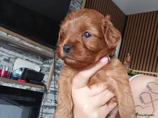 Cavapoo dogs F1 beautifull litter of 8 🧸 🧸❤️❤️❤️ - Advert 4