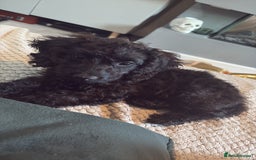 Mixed Breed dogs for sale: Beautiful little girl for sale  - Image 5